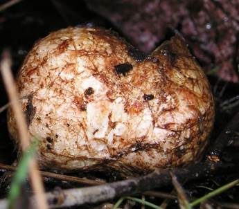 Rotaderiger Wurzeltrüffel, Foto 5
