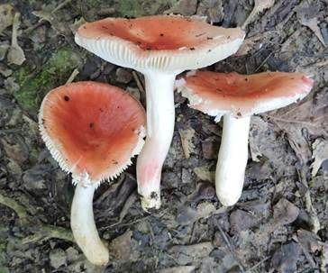 Rotbereifter Täubling, Foto 2