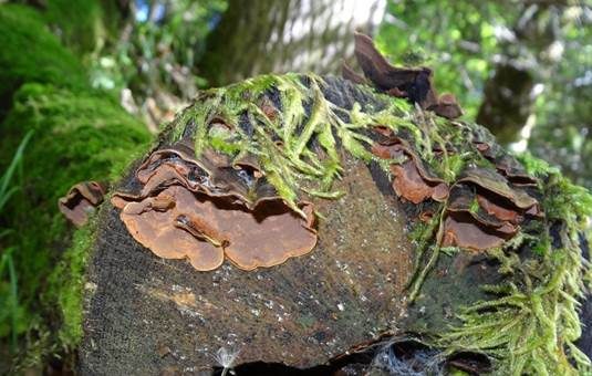 Rotbraune Borstenscheibe, Foto 3
