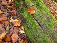 Rotbraune Borstenscheibe, Foto 12