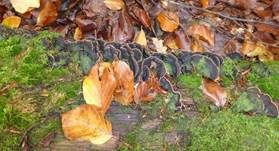Rotbraune Borstenscheibe, Foto 13