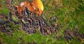 Rotbraune Borstenscheibe, Foto 15