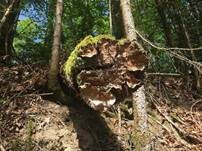 Rotbraune Borstenscheibe, Foto 17