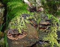Rotbraune Borstenscheibe, Foto 6