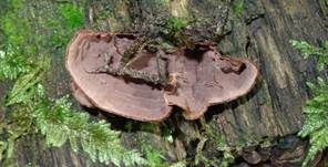 Rotbraune Borstenscheibe, Foto 10