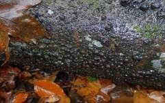 Rotbraune Kohlenbeere, Foto 28