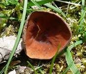 Rotbrauner Becherling, Foto 8