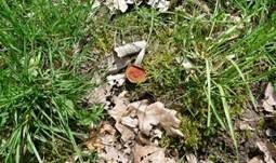 Rotbrauner Becherling, Foto 9