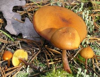 Rotbrauner Flämmling, Foto 3