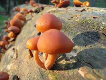 Rotbrauner Flämmling, Foto 4