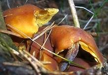 Rotbrauner Flämmling, Foto 8