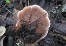 Rotbrauner Korkstacheling, Foto 17