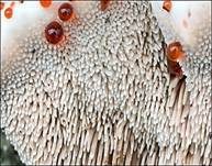 Rotbrauner Korkstacheling, Foto 6