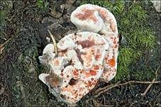 Rotbrauner Korkstacheling, Foto 8