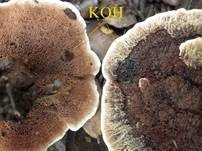 Rotbrauner Korkstacheling, Foto 10