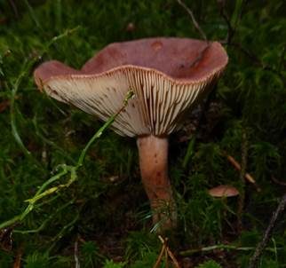 Rotbrauner Milchling, Foto 5