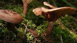 Rotbrauner Milchling, Foto 8