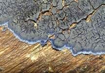 Blauer Rindenpilz, Foto 14