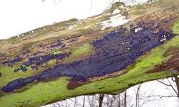 Blauer Rindenpilz, Foto 15