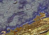 Blauer Rindenpilz, Foto 16
