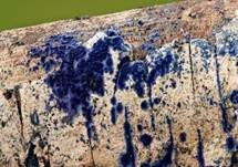 Blauer Rindenpilz, Foto 17