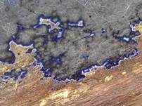 Blauer Rindenpilz, Foto 21