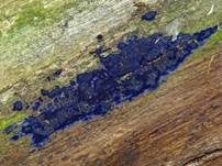 Blauer Rindenpilz, Foto 26