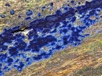 Blauer Rindenpilz, Foto 27