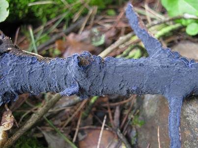 Blauer Rindenpilz, Foto 5