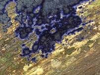 Blauer Rindenpilz, Foto 34