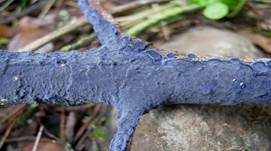 Blauer Rindenpilz, Foto 8