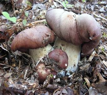 Rotbrauner Riesenträuschling, Foto 3