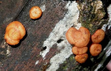 Rotbrauner Scheibenpustelpilz, Foto 3