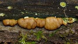 Rotbrauner Scheibenpustelpilz, Foto 7