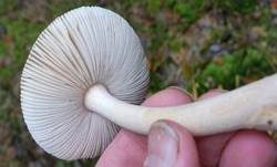 Rotbrauner Scheidenstreifling, Foto 21
