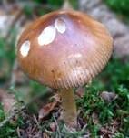 Rotbrauner Scheidenstreifling, Foto 40