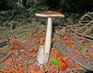 Rotbrauner Scheidenstreifling, Foto 8