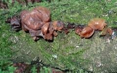 Rotbrauner Zitterling, Foto 23