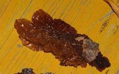Rotbrauner Zitterling, Foto 27
