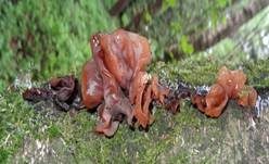 Rotbrauner Zitterling, Foto 7