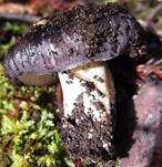 Blauer Rötling, Foto 5