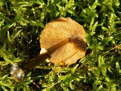 Rotbräunlicher Glockenschüppling, Foto 3