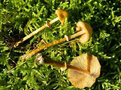 Rotbräunlicher Glockenschüppling, Foto 4