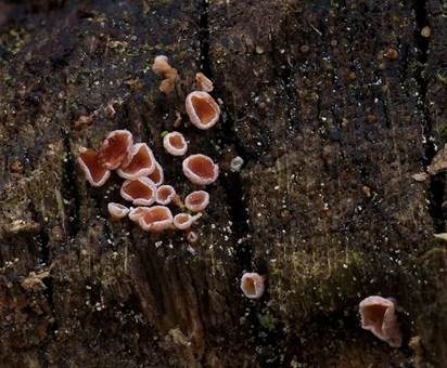 Rötendes Weißhaarbecherchen, Foto 3