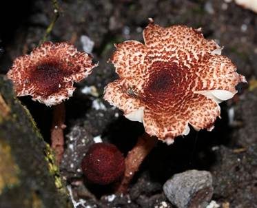 Roter Blumentopfschirmling, Foto 2