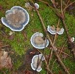 Blauer Saftporling, Foto 12