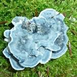 Blauer Saftporling, Foto 14