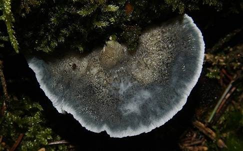 Blauer Saftporling, Foto 4