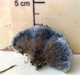 Blauer Saftporling, Foto 26