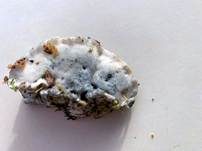 Blauer Saftporling, Foto 27